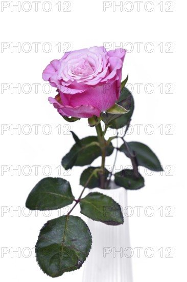 Single pink rose flower in vase on white background