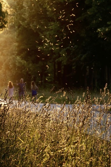 Summer evening in a park, insect flight, Germany