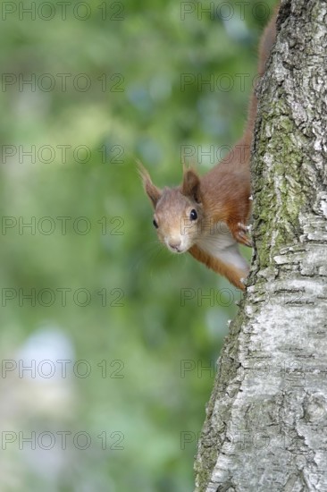 Squirrel (Sciurus vulgaris), summer, Germany