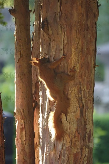 Squirrel (Sciurus vulgaris), summer, Germany