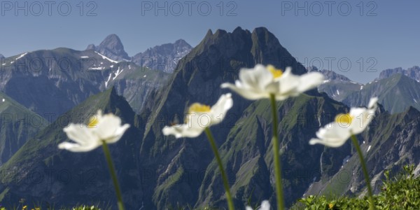 Mountain panorama with wood anemone (Anemone nemorosa) from Laufbacher-Eckweg to Höfats, 2259m, AllgÃ¤u Alps, AllgÃ¤u, Bavaria, Germany