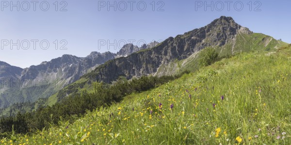 Panorama over a mountain flower meadow in front of the Kanzelwand, 2058m, border mountain in the AllgÃ¤u Alps, over which the border between Bavaria, Germany and Vorarlberg, Austria runs, AllgÃ¤u Alps, AllgÃ¤u, Bavaria, Germany