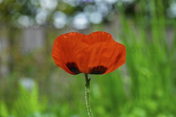 Garden poppy (Papaver), MÃ¼nsterland, North Rhine-Westphalia, Germany