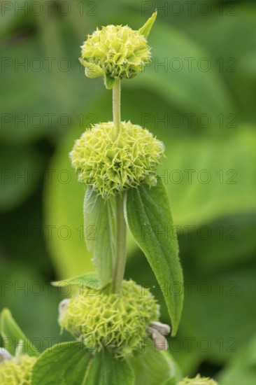Fireweed or Russel fireweed (Phlomis russeliana), MÃ¼nsterland, North Rhine-Westphalia, Germany