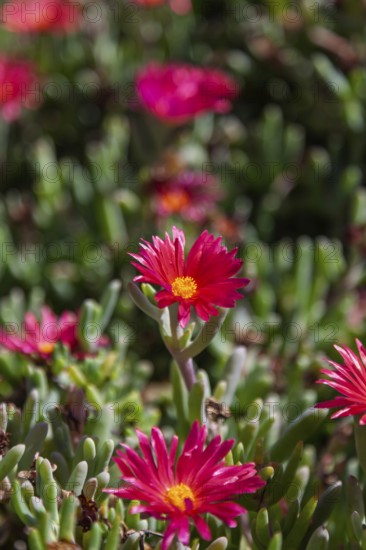Close-up of several pink flowers with yellow centre in a green environment, midday flowers, Fuerteventura, Canary Islands, Spain