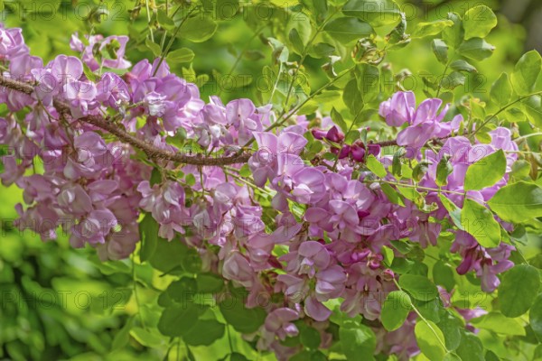 Robinia hispida (Robinia hispida), flowering, MÃ¼nsterland, North Rhine-Westphalia, Germany