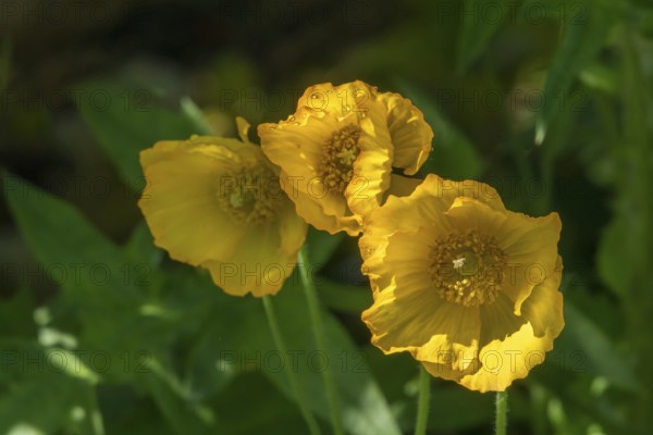 Yellow poppy, Iceland poppy (Papaver nudicaule), North Rhine-Westphalia, Germany