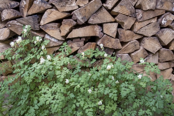 Yellowish-white corydalis (Corydalis ochroleuca), variety Pseudofumaria alba, in front of a pile of firewood, North Rhine-Westphalia, Germany