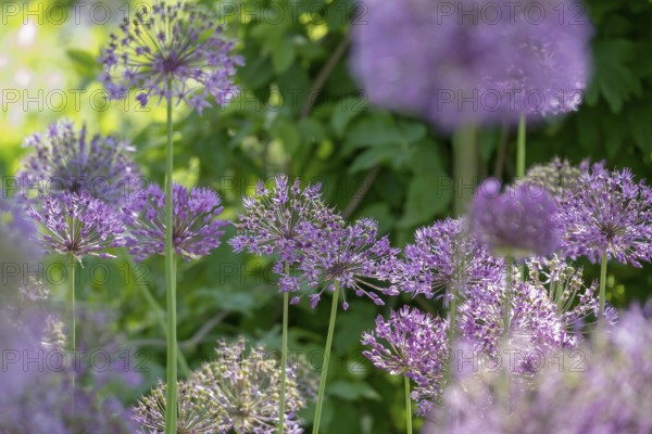 Allium blossom in the district educational garden, Burgsteinfurt, MÃ¼nsterland, North Rhine-Westphalia, Germany