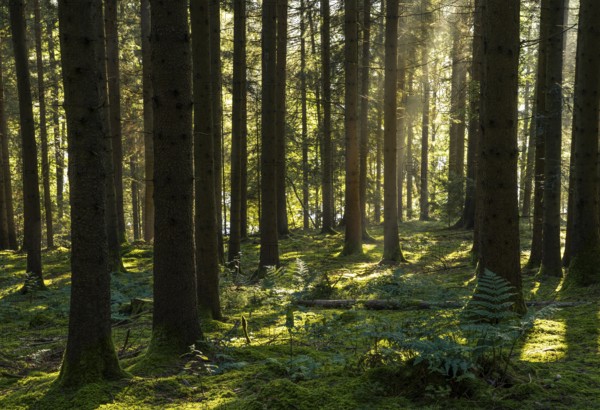 Spruce forest around Lake Blaibach, morning atmosphere. Blaibach, district of Cham, Upper Palatinate, Bavarian Forest, Bavaria, Germany