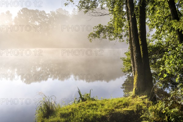 Lake Blaibach on a misty morning. Water vapour rises from the lake. Blaibach, district of Cham, Upper Palatinate, Bavarian Forest, Bavaria, Germany