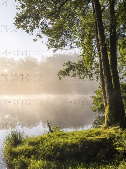 Lake Blaibach on a misty morning. Water vapour rises from the lake. Blaibach, district of Cham, Upper Palatinate, Bavarian Forest, Bavaria, Germany