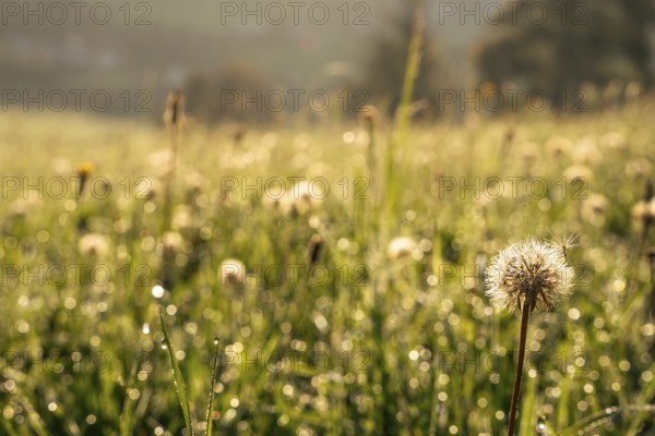 Meadow in the morning backlit, faded dandelion (Taraxacum), dandelion. Germany