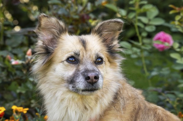 Light brown mixed-breed dog, medium-length coat, portrait, in the garden. Older dog, white muzzle. Germany
