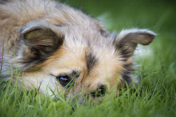 Light brown mixed-breed dog, medium-length coat, portrait, lying in the grass. Older dog, white muzzle. Germany