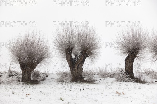 Gnarled Struwelpeter... old pollarded trees (Lower Rhine) in winter, Meerbusch, Ilvericher Altrheinschlinge, pollarded willows in the snow on the Lower Rhine, on the left bank of the Rhine between DÃ¼sseldorf and Meerbusch, landscapes in the snow, rare weather conditions in the Rhineland, Lower Rhine, North Rhine-Westphalia, Germany, Western Europe