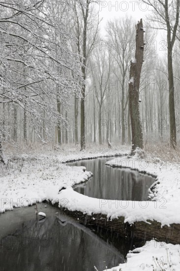 Sudden onset of winter, winter with snowfall in Meerbusch, Ilvericher Altrheinschlinge, small nature reserve with remnants of the riparian forest typical for the region on the Rhine, native nature, landscapes in the snow, rare weather conditions in the Rhineland, Lower Rhine, Meerbusch, North Rhine-Westphalia, Germany, Western Europe