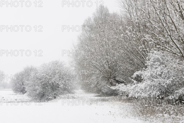 Onset of winter... Meerbusch (Rhineland) near DÃ¼sseldorf, snow-covered bushes and trees after a sudden onset of winter with heavy snowfall in North Rhine-Westphalia, local nature, landscapes in the snow, rare weather situation in the Rhineland, Lower Rhine, Meerbusch, North Rhine-Westphalia, Germany, Western Europe