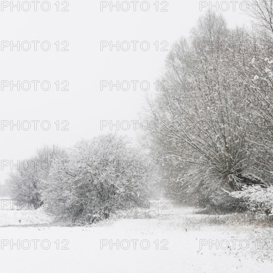 Onset of winter... Meerbusch (Rhineland) near DÃ¼sseldorf, snow-covered bushes and trees after a sudden onset of winter with heavy snowfall, local nature, landscapes in the snow, rare weather conditions in the Rhineland, Lower Rhine, Meerbusch, North Rhine-Westphalia, Germany, Western Europe