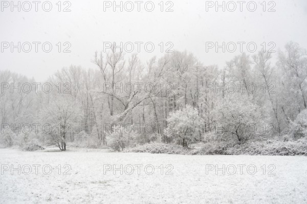 Winter walk in snowfall... Meerbusch (Rhineland), edge of the forest at StrÃ¼mper bush, a relict quarry and alluvial forest, native nature, landscapes in the snow, rare weather conditions in the Rhineland, Lower Rhine, Meerbusch, North Rhine-Westphalia, Germany, Western Europe