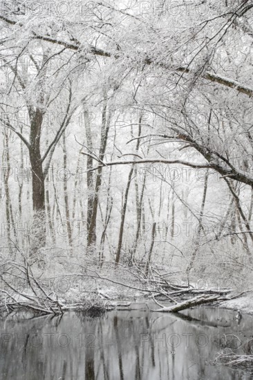 Standing water in riparian forest in winter, late onset of winter in North Rhine-Westphalia, heavy snowfall, local nature, landscapes in the snow, rare weather conditions in the Rhineland, Lower Rhine, Meerbusch, North Rhine-Westphalia, Germany, Western Europe
