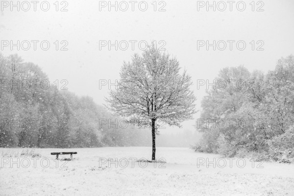 Bench next to a tree, idyll at the onset of winter on the outskirts of Meerbusch, near Lank-Latum, late onset of winter, heavy snowfall in March, local nature, landscapes in the snow, rare weather conditions in the Rhineland, Lower Rhine, Meerbusch, North Rhine-Westphalia, Germany, Western Europe
