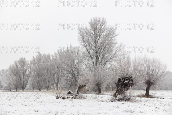 Winter walk through a landscape with old gnarled pollarded trees, pollarded willows in the snow on the Lower Rhine, on the left bank of the Rhine between DÃ¼sseldorf and Meerbusch, Ilvericher Altrheinschlinge, native nature, rare weather conditions in the Rhineland, Lower Rhine, Meerbusch, North Rhine-Westphalia, Germany, Western Europe