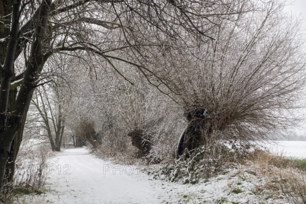 Winter walk in the snow past old gnarled pollarded trees, pollarded willows on the Lower Rhine, on the left bank of the Rhine between DÃ¼sseldorf and Meerbusch, Ilvericher Altrheinschlinge, native nature, rare weather conditions in the Rhineland, Lower Rhine, Meerbusch, North Rhine-Westphalia, Germany, Western Europe