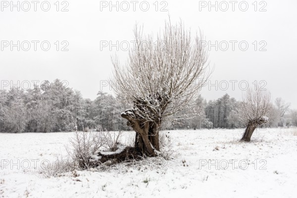 Old gnarled pollarded trees, pollarded willows in the snow on the Lower Rhine, on the left bank of the Rhine between DÃ¼sseldorf and Meerbusch, Ilvericher Altrheinschlinge, native nature, landscapes in the snow, rare weather conditions in the Rhineland, Lower Rhine, Meerbusch, North Rhine-Westphalia, Germany, Western Europe