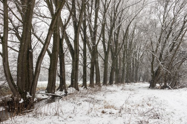 Winter walk in the snow along a row of poplars, old avenue along a drainage ditch and farm track in winter on the Lower Rhine, typical landscape, Ilvericher Altrheinschlinge, native nature, rare weather conditions in the Rhineland, Lower Rhine, Meerbusch, North Rhine-Westphalia, Germany, Western Europe