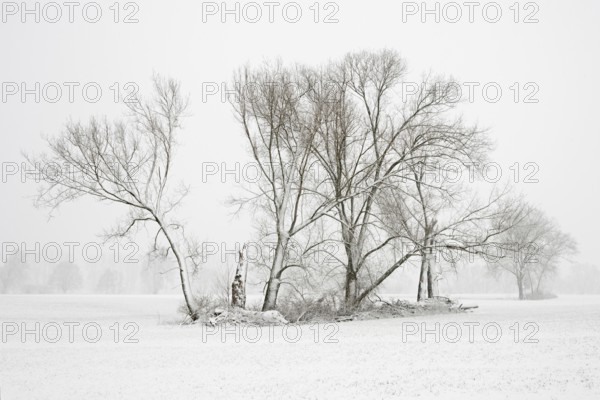 Field copses in winter... Meerbusch (North Rhine-Westphalia), surprising onset of winter with heavy snowfall on the Lower Rhine, which is actually climatically favoured, free-standing islands of trees in the middle of fields, valuable biotopes and retreats, native nature, landscapes in the snow, rare weather conditions in the Rhineland, Lower Rhine, Meerbusch, North Rhine-Westphalia, Germany, Western Europe