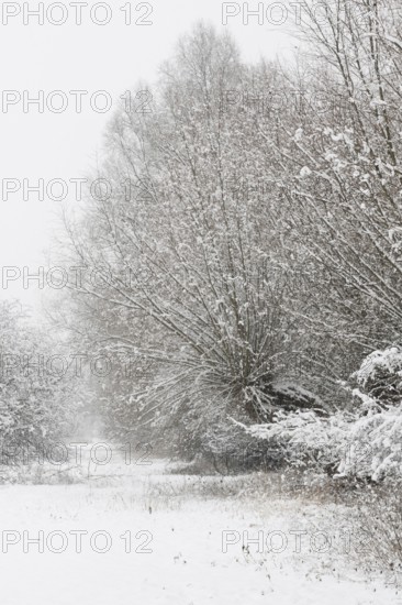 Onset of winter... Meerbusch (Rhineland) near DÃ¼sseldorf, snow-covered bushes and trees after a sudden onset of winter with heavy snowfall in North Rhine-Westphalia, local nature, landscapes in the snow, rare weather situation in the Rhineland, Lower Rhine, Meerbusch, North Rhine-Westphalia, Germany, Western Europe
