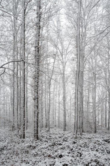 Winter in the forest, late onset of winter in March, North Rhine-Westphalia, near DÃ¼sseldorf, Rhine floodplains on the left bank of the Rhine, local nature, landscapes in the snow, rare weather conditions in the Rhineland, Lower Rhine, Meerbusch, Germany, Western Europe