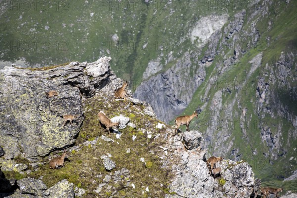 Alpine ibex (Capra ibex) group on exposed rocks at the summit of Mont Blana, Hérménence, Valais Alps, Valais, Switzerland