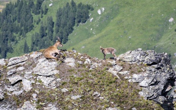 Alpine ibex (Capra ibex) mother and young at the summit of Mont Blana, Hérménence, Valais Alps, Valais, Switzerland