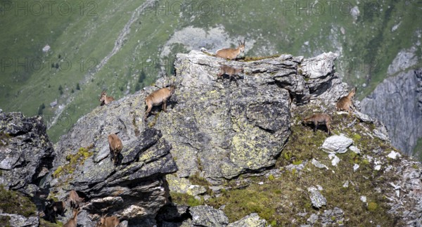 Alpine ibex (Capra ibex) group on rocks at the summit of Mont Blana, Hérménence, Valais Alps, Valais, Switzerland