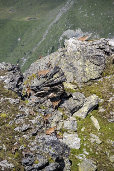 Alpine ibex (Capra ibex) group on rocks at the summit of Mont Blana, Hérménence, Valais Alps, Valais, Switzerland