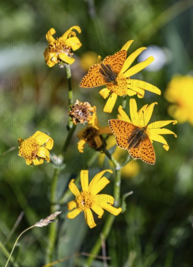 Pearl-bordered Fritillary, Butterfly (Argynnini), Switzerland