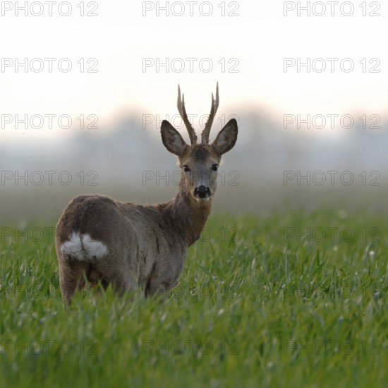 Roe deer (Capreolus capreolus), capital roebuck with beautiful antlers, antlers, long, high antlers, six-headed, standing in a young grain field, rear view, looking around, early, clear soft morning light, native nature, Meerbusch, Lower Rhine, Rhineland, North Rhine-Westphalia, Germany, Western Europe