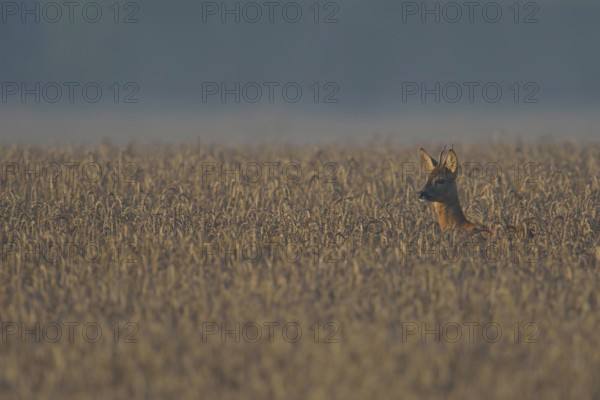 In the field... Roe deer (Capreolus capreolus), young roebuck, sparrowhawk looking up from the grain in the early morning, looking over a wide grain field, native nature, Meerbusch, Lower Rhine, Rhineland, North Rhine-Westphalia, Germany, Western Europe