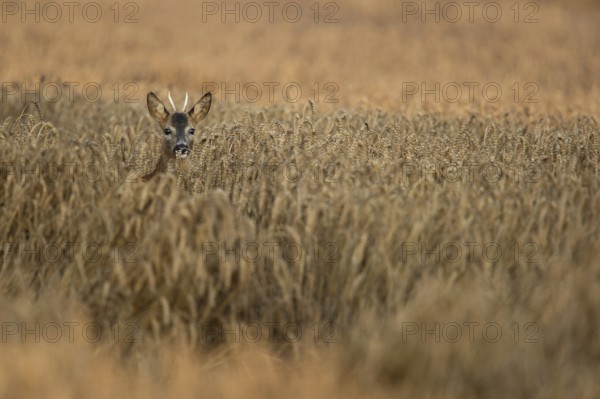 In the wheat field... Roe deer (Capreolus capreolus), young roebuck, spike looks out of a ripe wheat field with raised head, hiding, typical observation in late summer, ripe grain offers cover and food, native nature, Meerbusch, Lower Rhine, Rhineland, North Rhine-Westphalia, Germany, Western Europe