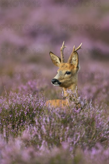 Heather buck... Roe deer (Capreolus capreolus), roebuck in purple flowering heather, heather blossom in late summer, native nature, Lower Saxony, Germany, Western Europe