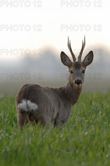 Roe deer (Capreolus capreolus), capital roebuck with beautiful antlers, antlers, long, high antlers, six-headed, standing in a young grain field, rear view, looking around, early, clear soft morning light, native nature, Meerbusch, Lower Rhine, Rhineland, North Rhine-Westphalia, Germany, Western Europe