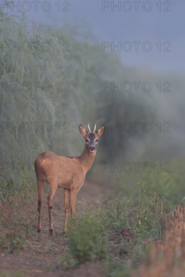 When the asparagus shoots... Roebuck (Capreolus capreolus), roe deer, young buck, spike in summer at the edge of an asparagus field, early in the morning in light fog at the beginning of a beautiful summer day, local nature, Meerbusch, Lower Rhine, Rhineland, North Rhine-Westphalia, Germany, Western Europe