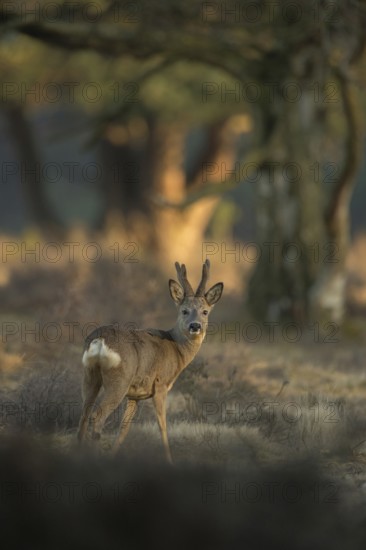 Roe deer (Capreolus capreolus), strong, capital adult roebuck in velvet, velvet antlers, standing at the edge of the forest, looking around attentively, wildlife, native nature, heathland, Netherlands, Western Europe