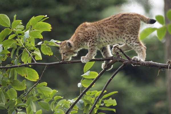 Balancing act... Eurasian lynx (Lynx lynx), young lynx running, climbing over a thin branch in a tree, training his dexterity and strength in a game, impressive sense of balance, series animal children, captive, native nature, Germany, Western Europe