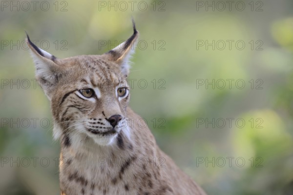 Portrait... Eurasian lynx (Lynx lynx), adult animal with beautiful, elegant markings in the fur and typical brush ears looks attentively to the side in natural surroundings, detailed, clear and bright shot, detailed close-up, captive, native nature, Germany, Western Europe