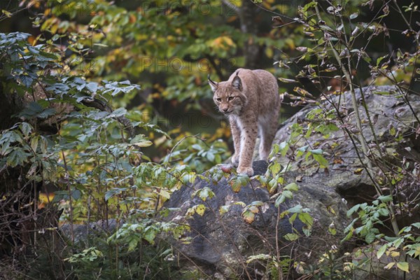 Stealthy hunter... Eurasian lynx (Lynx lynx) standing on a raised rock between autumn-coloured leaves while hunting, typical hunting method, natural picture, native nature, Bavaria, Germany, Western Europe