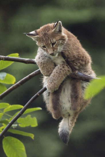 Just hanging out... Eurasian lynx (Lynx lynx), young lynx gymnastics in the branches, has trouble holding on, playful kitten, funny picture, captive, native nature, Germany, Western Europe
