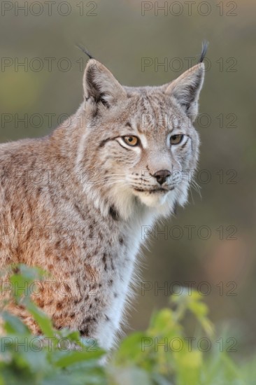 Brush ears and whiskers... Eurasian lynx (Lynx lynx) stands with focussed gaze between bushes in a spot of light, fine, detailed image in the most beautiful light, native nature, Germany, Western Europe